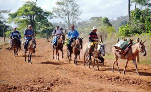 Zu Pferde Im ländlichen Nicaragua haben typische Fortbewegungsmittel vier Hufe (Fotos: Fabian Grieger)